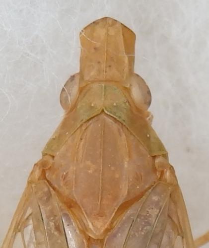 Réf. 223 948 : Hyalodictyon nodivena